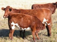 Lazt H J cow with Ulta 7U calf.jpg