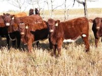 Lazy HJ pasture pic.jpg