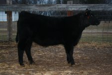 143Heifer2.JPG