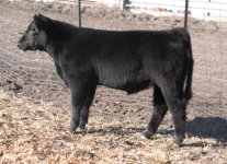 first steer.jpg