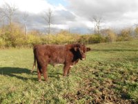 Proud Jazz x Ruth's Joy bull 3.jpg