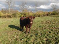 Proud Jazz x Ruth's Joy bull 4.jpg