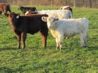 GCC White Stone x Sonny(Byland Cindy Beauty) white.jpg