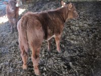 Star Bucks x Shakedown heifer.jpg