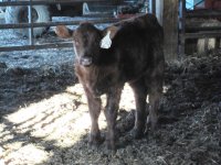 Star Bucks x Goldendrop heifer.jpg