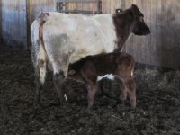 Star Bucks x CF DZ Fool bull calf.jpg