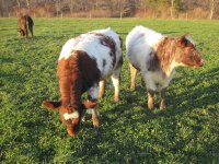 Star Bucks heifer left and Eldorado heifer.jpg