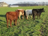 May June calves 1.jpg