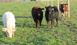 May June calves 2.jpg