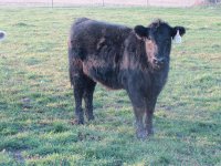 Kiata Redirect x Proud Jazz Tulip Rose.jpg