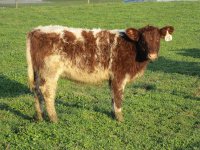 GCC White Stone(Bloodstone) x  Maine.jpg