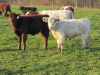 GCC White Stone x Sonny(Byland Cindy Beauty) white.jpg