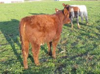Waco x Special Angie heifer 1.jpg