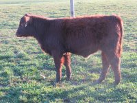 Waco x Special Angie heifer 2.jpg