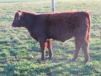 Waco x Special Angie heifer 2.jpg