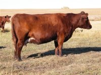 Lazy HJ cow2.jpg