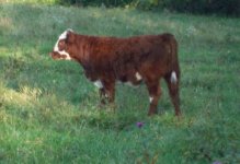 Complete calf 2.jpg