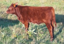 Complete calf 3.jpg