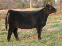 Tag 44 Heifer Who Made Who x CNS Dream On - OCC Legend taken Dec 1st 2011 internet.jpg