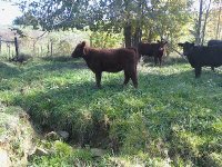 Red Rider Heifer 1.jpg