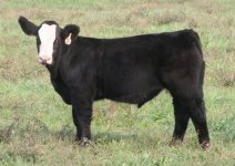 Tag 21 Steer Maximus X Full Flush Steer internet.jpg