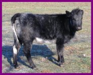 Blue Roan Heifer.JPG