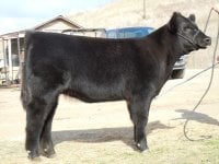 Ibits 2011 Calf by Open Bar 027b.jpg
