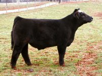 Tag 27 Heat Wave x Who Made Who-Meyer 734 Steer taken 12-13-2011 internet.jpg