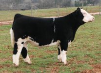 Heat Wave x Kadabra Meyer 734 Steer internet.jpg