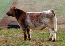 Dr. Who x Appendix Shorthorn Steer taken 12-13-2011 internet picture.jpg