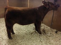 Total Steer Red.jpg