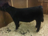 Total Steer.jpg