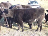 ktcows14-400.jpg