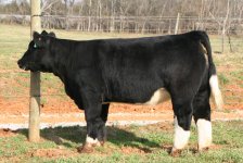 Tag 14 Hair Bear x Maine Heifer taken Dec. 14th 2011 internet.jpg