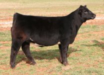 Tag 11-22 Heifer Heat Wave-Witch Doctor x Ali-Northern Improvement taken Dec. 14th 2011 internet.jpg