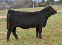 Dream Catcher X Venom-Blackbird Heifer taken 12-14-2011 internet.jpg