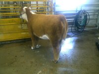 scholarship heifer on 12-15.jpg