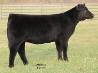 EXAR Tryon PB Angus from Sojka.jpg