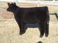 Heat wave x Friction Heifer 2.jpg