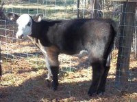 indian outlaw calf 2.jpg