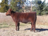 Shorthorn Heifer.JPG