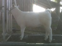 mulefoot10.jpg