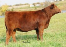 Hope red angus.jpg