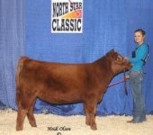 116 heifer North Star.jpg