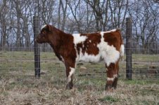 Double Vision X Dixie Chick 1.jpg
