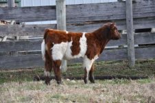 Double Vision X Dixie Chick 2.jpg