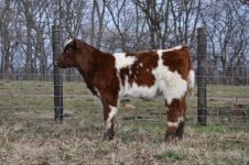 Double Vision X Dixie Chick 1.jpg