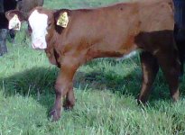 Blk%20A%20Heifer%20Calf[1].jpg