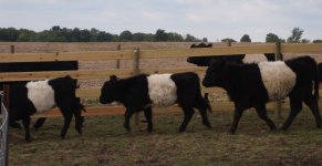 3 beltie heifers.jpg