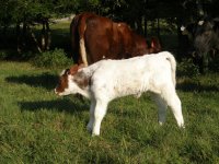 cows 9-12-11 020.JPG